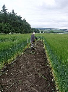 Allan getting busy in the barley field