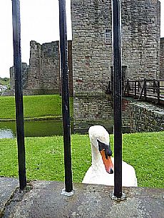 Rothesay Castle photo by Kenny Taylor